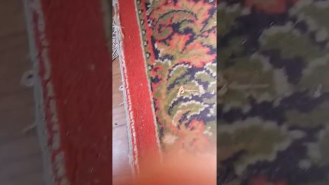 Как мы поймали оса. смотреть онлайн