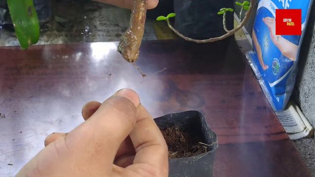 jade plant propagation | jade plant care | jade plant bonsai | z plant (lucky plant) смотреть онлайн
