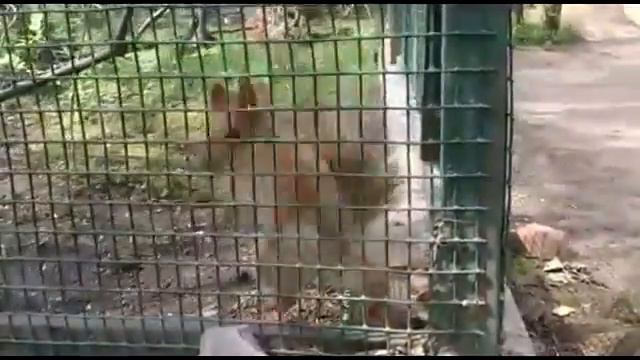 Бешеная белка в зоопарке Садгород Владивосток смотреть онлайн