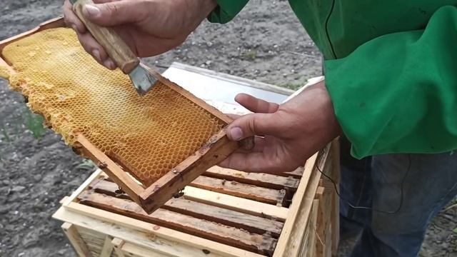 Майский мед. Пчелы понесли майский мед в магазин. Вощину в магазине не строят смотреть онлайн