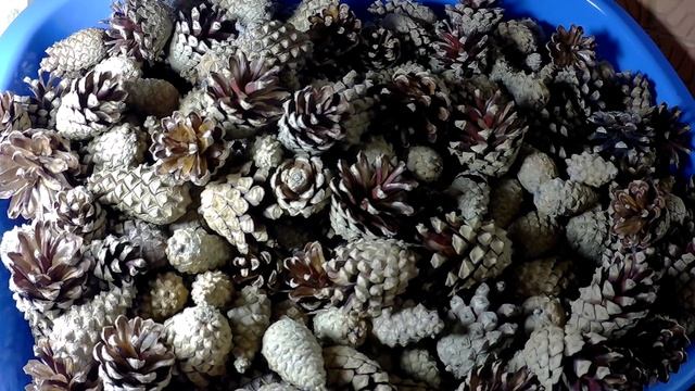 Шишки раскрываются как цветы, вы такого еще не видели! смотреть онлайн