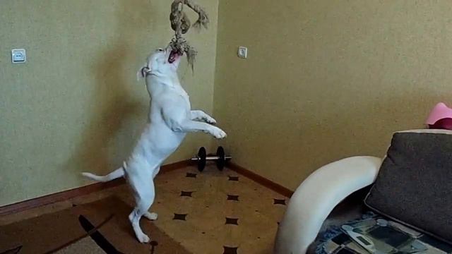 Карат и канат =) Американский бульдог домашняя тренировка смотреть онлайн