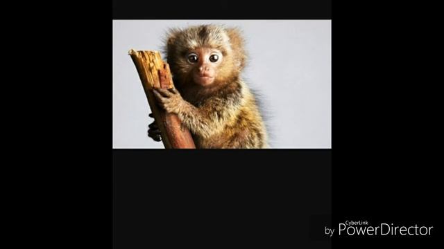 Швейцарский лилипут мармозетка самые маленькие обезьянки в мире смотреть онлайн