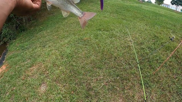 Using Berkley Gulp Flukes For Freshwater Bass смотреть онлайн