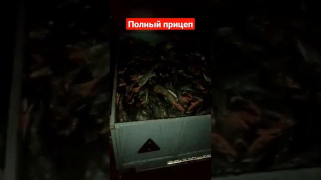 Массовая гибель лебедей и уток ??? смотреть онлайн