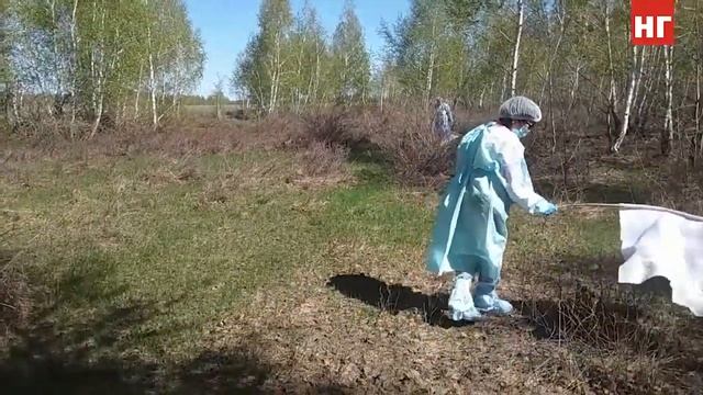 Мониторинг популяции иксодовых клещей начался в Костанайской области смотреть онлайн