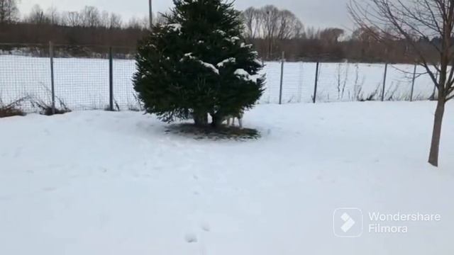 Акитомания! #акитомания #щенки #акита #продажа #американскаяакита #игрыщенков смотреть онлайн