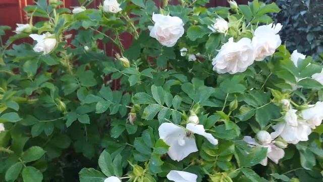 Цветение гибрида розы Ругозы "Ritausma" смотреть онлайн