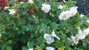 Цветение гибрида розы Ругозы "Ritausma"