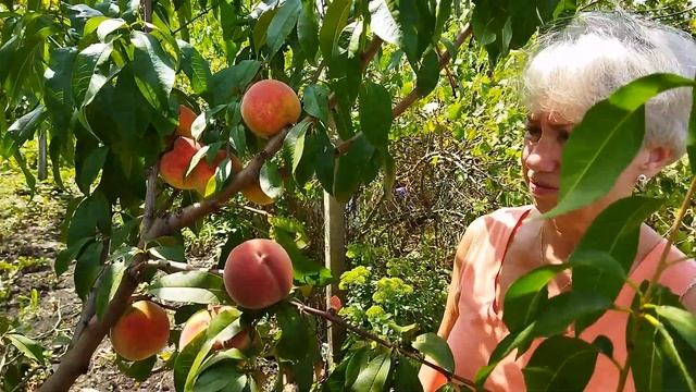 Трудно ли сибирякам на Кубани вырастить фруктовый сад? Собираем персики 2021 смотреть онлайн