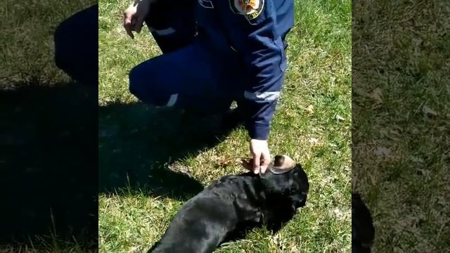 МЧС - собаки . Такса выполняет трюки . Очень круто смотреть онлайн