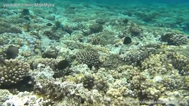 Хургада Морская Прогулка по Кораллам Морские жители Ну Оочень Интересно смотреть онлайн