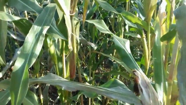 Кукуруза на зерно в Чувашии // Урожай кукурузы смотреть онлайн
