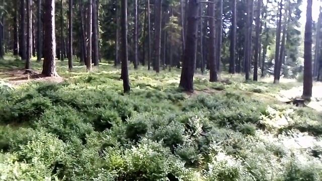 Волшебный лес смотреть онлайн