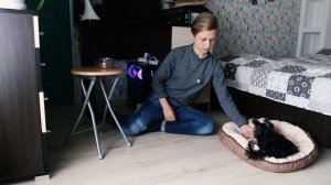 Команда «Место»: как научить собаку команде «Место», как приучить щенка йоркширского терьера к мест
