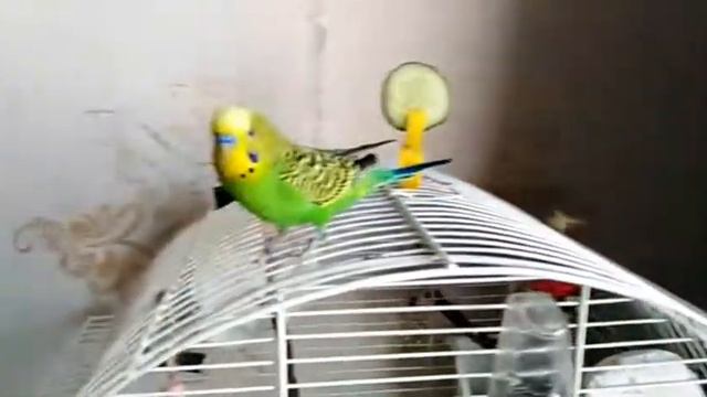 НОВЫЙ ПОПУГАЙ/ИМЯ/ВИДЕО/ДО И ПОСЛЕ/УЖАСНЫЕ ХОЗЯЕВА? смотреть онлайн