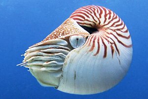 Наутилусы Палау