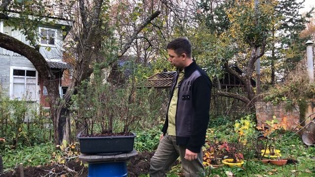 Шедевр Бонсай из можжевельника смотреть онлайн