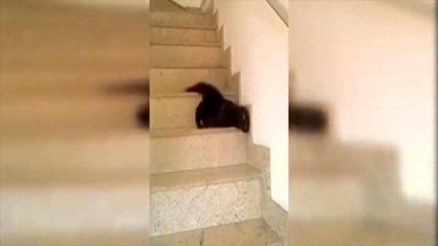 Cute Cats Falling down stairs part 2 смотреть онлайн