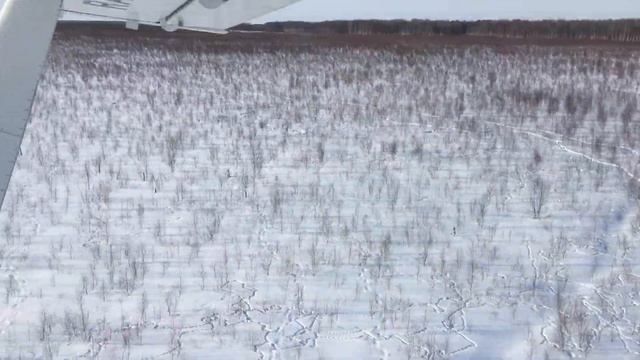 Корвет лоси на болоте смотреть онлайн