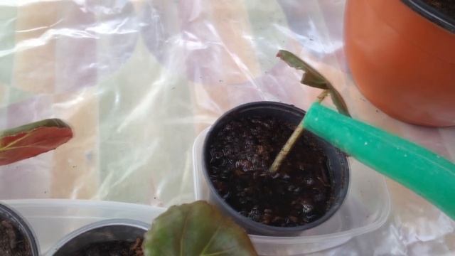 Бегония . Размножение листом.Легко и просто. смотреть онлайн