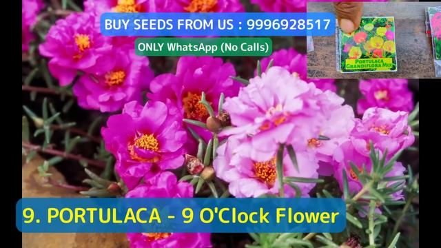 फरवरी - मार्च - अप्रैल में ज़रूर लगाएं 12 फूलों के बीज ! || March and April 12 Flower growing Seeds смотреть онлайн