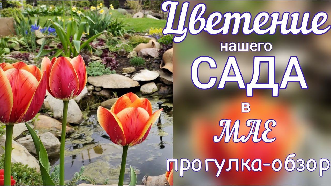 Что ЦВЕТЁТ в нашем САДУ в начале МАЯ . Гуляем - делимся ОПЫТОМ и впечатлениями.