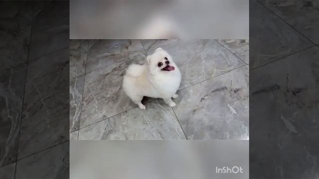 Померанский шпиц взрослый смотреть онлайн