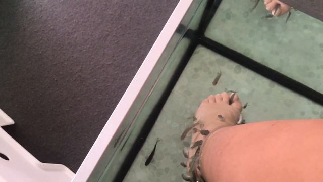 fish spa смотреть онлайн