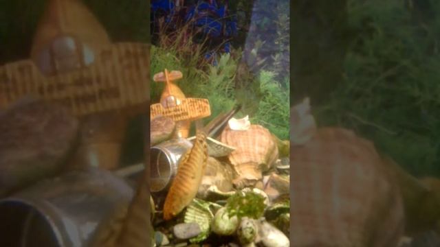 Melanochromis auratus (Меланохромис золотой) смотреть онлайн
