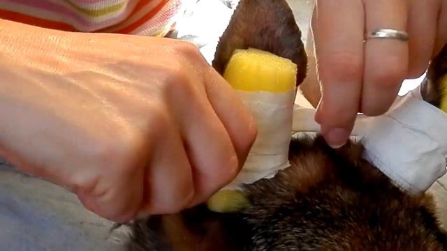 Как ПОСТАВИТЬ УШИ щенку немецкой овчарки. Sticking German Shepherd puppy ears.Одесса. смотреть онлайн