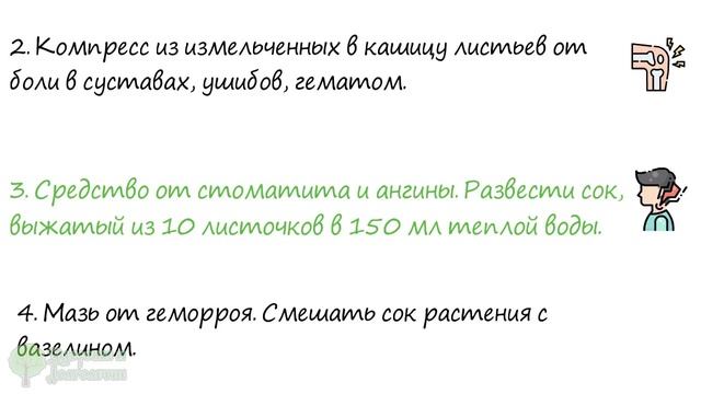 98% людей не знают об этом, а зря! Вот как на самом деле нужно лечиться денежным деревом смотреть онлайн