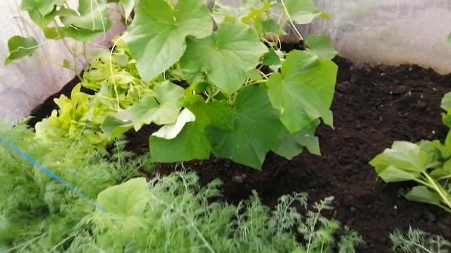 Огурцы и укроп прекрасные соседи, а также выращивание огурцов и помидор в одной теплице смотреть онлайн