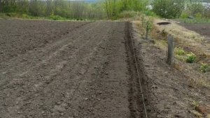 Можно ли сажать горох вместе с кукурузой? Сделайте это правильно и будете с урожаем ! Схема посадки