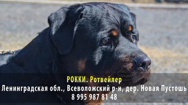 РОККИ Ротвейлер Ленинградская область Всеволожский район деревня Новая Пустошь смотреть онлайн