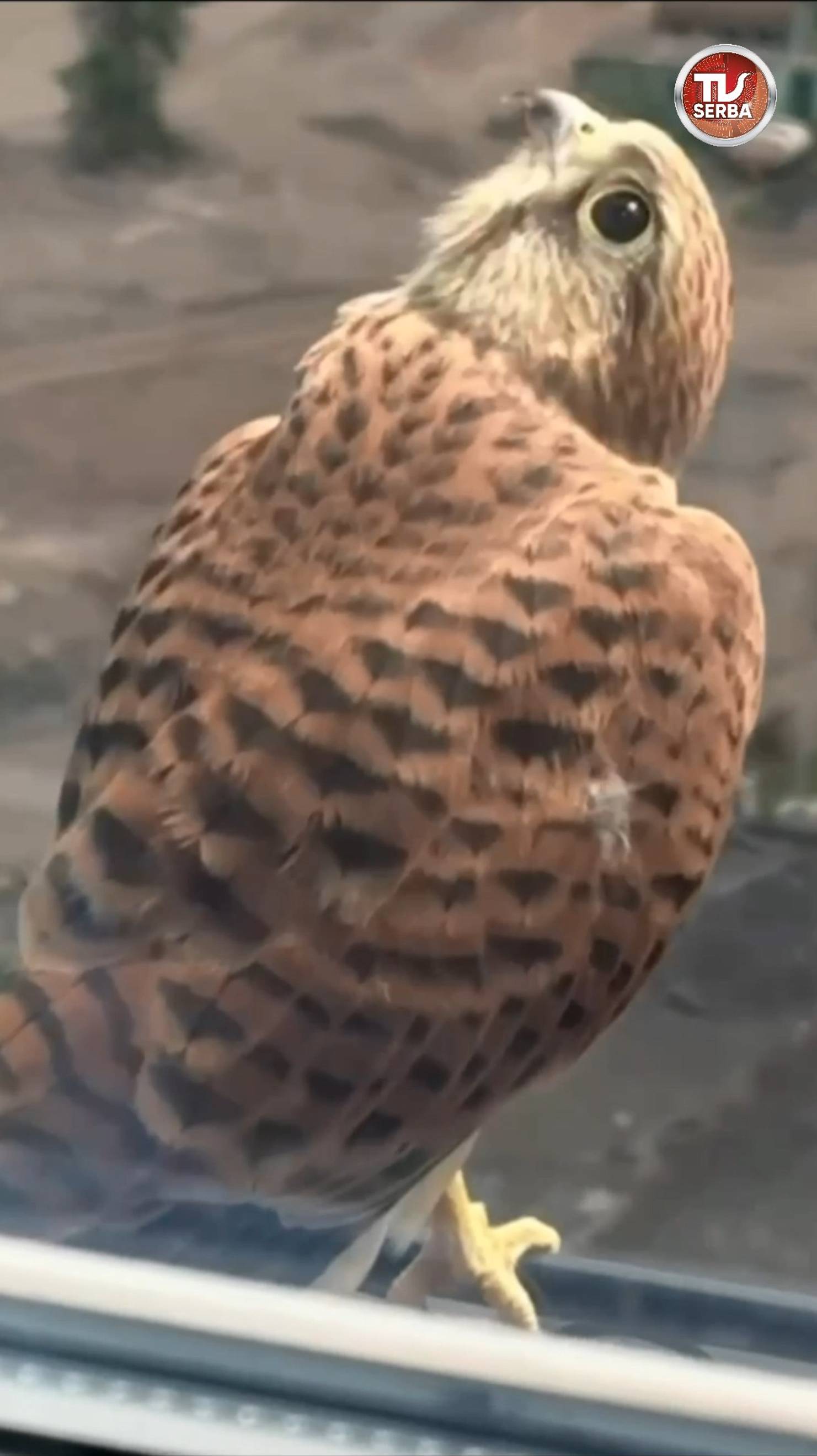 🦅 Сокол решил залететь в гости к житель Бутырского района Москвы смотреть онлайн