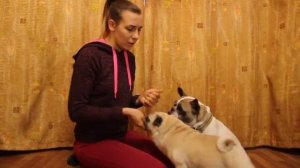 мопс или французский бульдог. кого выбрать? Кого взять? Кто лучше?