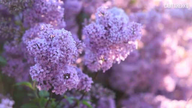 КВІТИ та МУЗИКА ДЛЯ ДУХУ смотреть онлайн