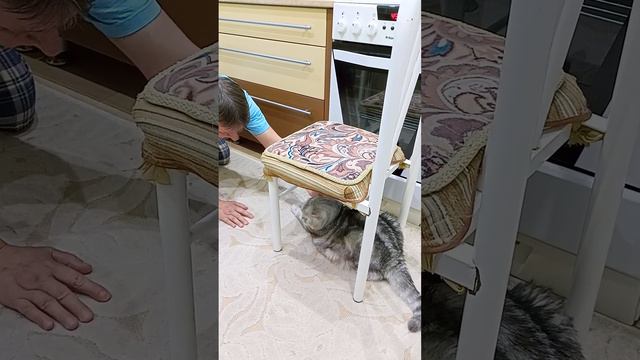 Хозяин на коленях перед Бэллой!Вот это любовь! смотреть онлайн
