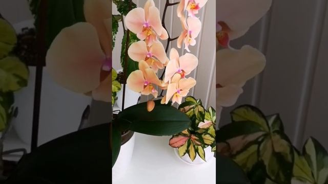 Орхидея Фаленопсис Autumn Wind Осенний Ветер ?? смотреть онлайн