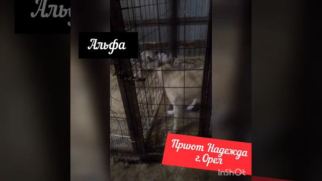 Альфа приют Надежда. смотреть онлайн