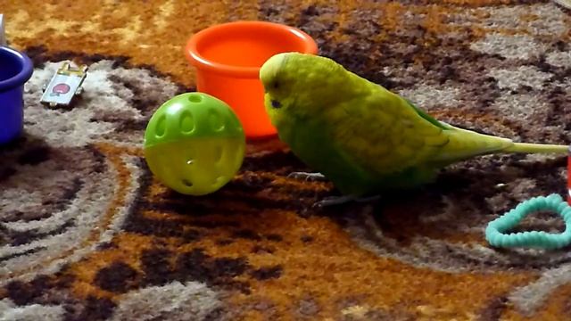 VLOG: Интрига:Где СПИТ попугай?//Сонный ВОЛНИСТЫЙ попугай//Птицы смотреть онлайн