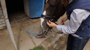 Надевание уздечки |Как надеть уздечку на лошади | Дивные Кони