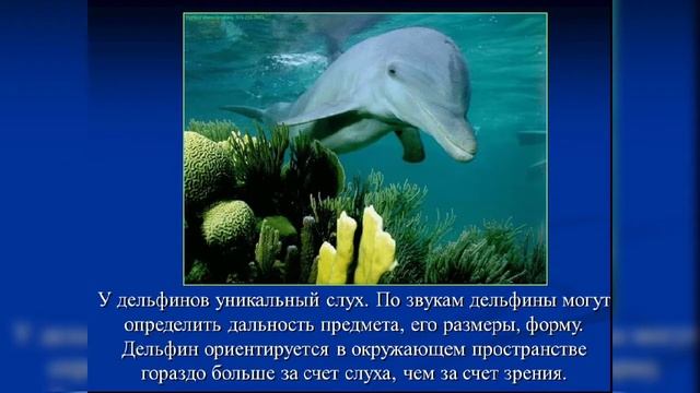 "А дельфины добрые..." смотреть онлайн