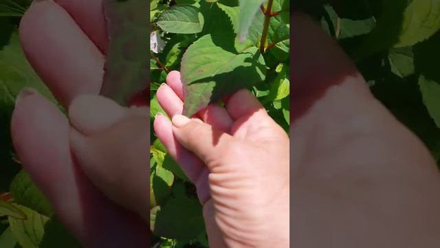 Кореана гортензия крупнолистная пильчатая 21 июля 23г смотреть онлайн