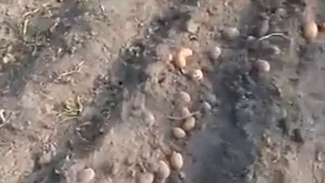 Мотоблок Пуберт Юниор60 смотреть онлайн