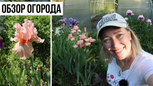 Люблю работать! Обзор огорода на начало июня / Много фасоли / Виноград