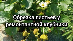 Обрезка листьев у ремонтантной клубники.