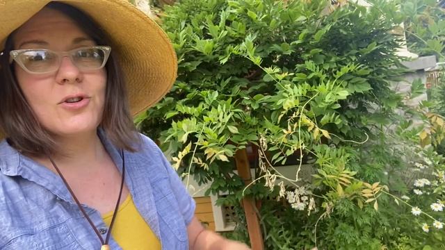 All About Wisteria: Growing, Cautions, Summer Pruning this Beautiful Behemoth смотреть онлайн