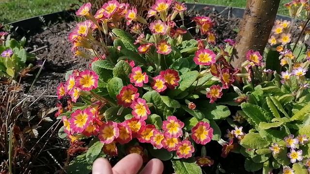 Наша Примула Юлии (Primula juliae) -первоцветы на даче14.05.2021. смотреть онлайн